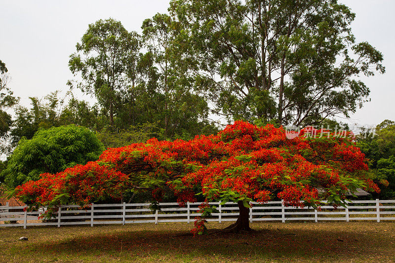 巴西Goias, chadi Veadeiros的单树